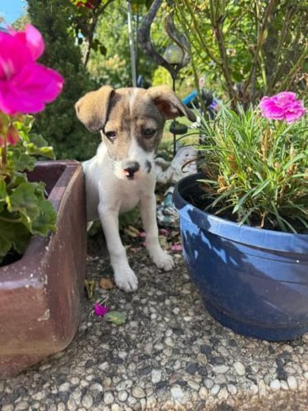 Tolle Kiara sucht ein Zuhause