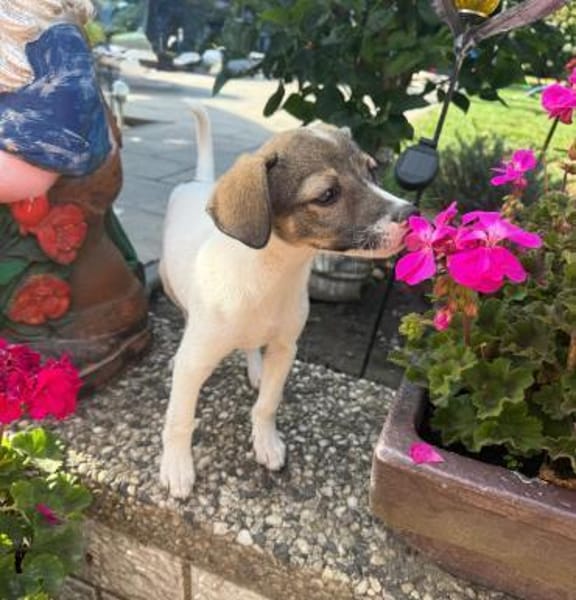 Tolle Kiara sucht ein Zuhause