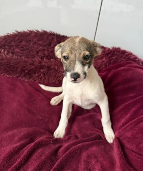Tolle Kiara sucht ein Zuhause