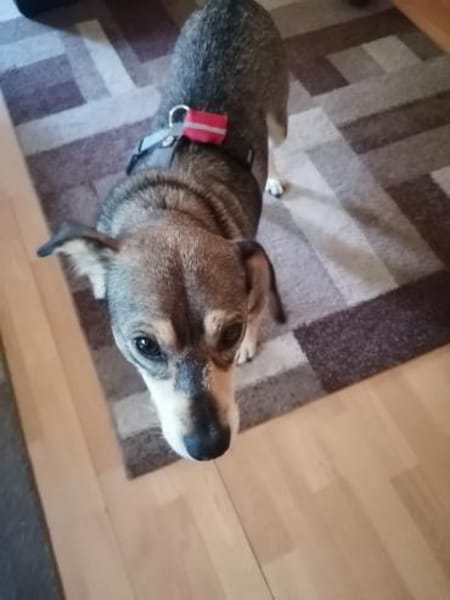 Emma sucht ihr für-immer-Zuhause