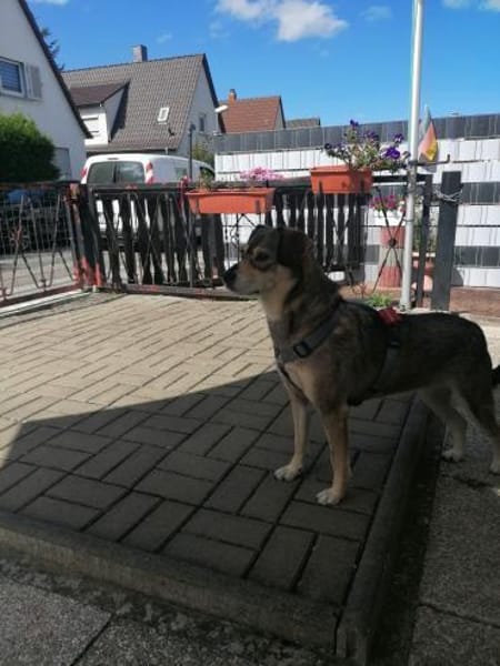 Emma sucht ihr für-immer-Zuhause