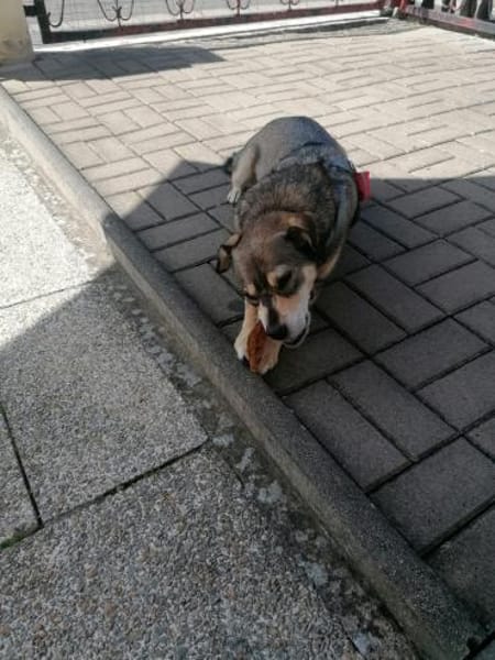 Emma sucht ihr für-immer-Zuhause
