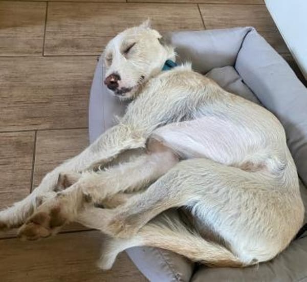 Pippo sucht sein Für-Immer-Körbchen