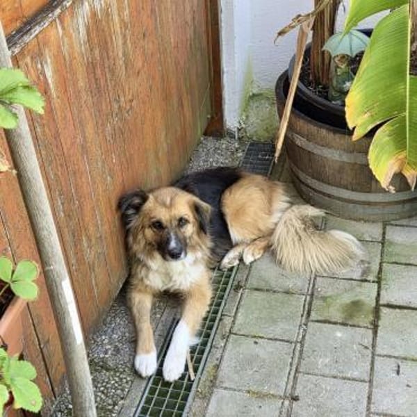 Pina - braucht ein neues Zuhause