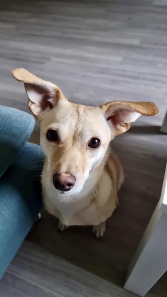 Milli - sucht ein neues Zuhause