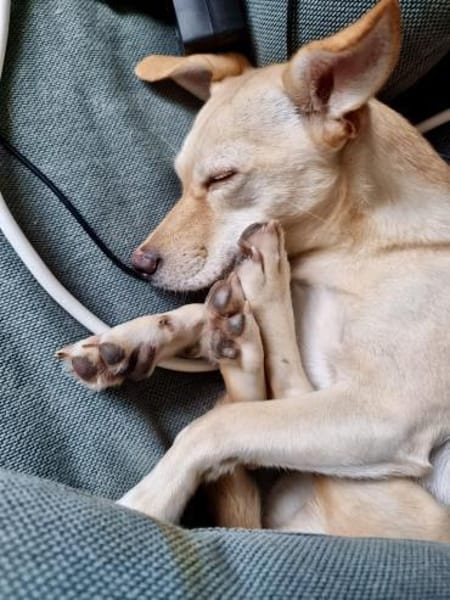 Milli - sucht ein neues Zuhause