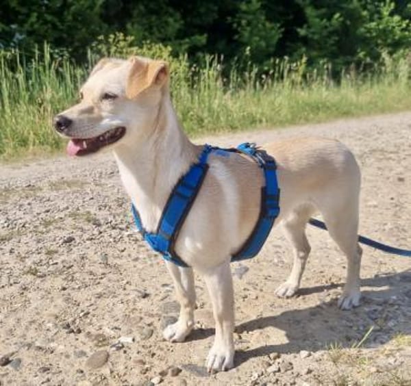 Milli - sucht ein neues Zuhause
