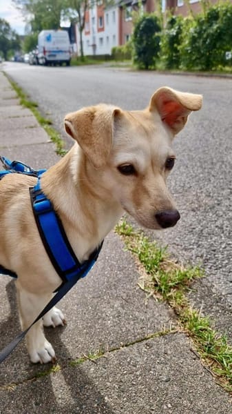 Milli - sucht ein neues Zuhause