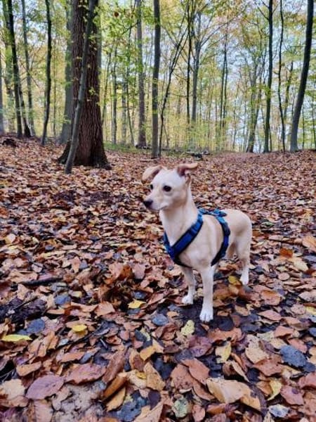 Milli - sucht ein neues Zuhause