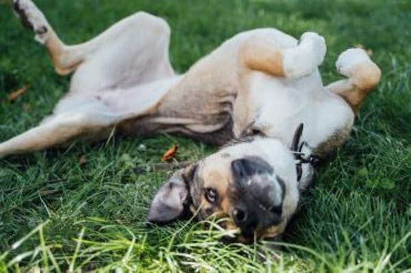 Nena,2Jahre tolle Tierschutzhündin sucht