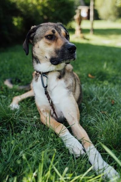 Nena,2Jahre tolle Tierschutzhündin sucht