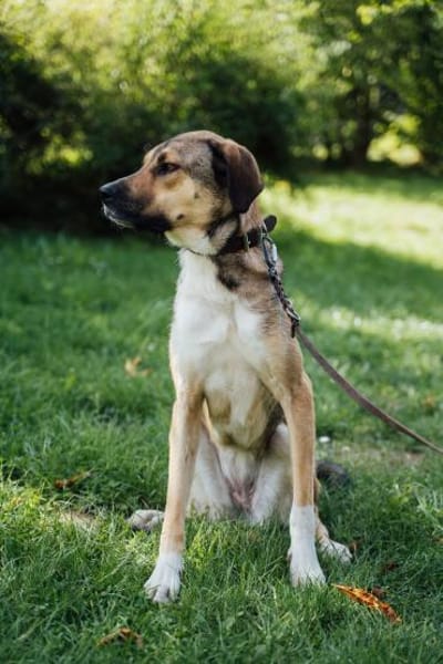 Nena,2Jahre tolle Tierschutzhündin sucht