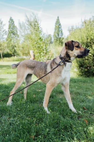 Nena,2Jahre tolle Tierschutzhündin sucht