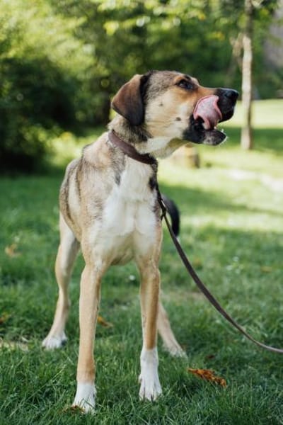 Nena,2Jahre tolle Tierschutzhündin sucht
