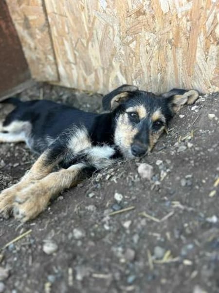 Welpen aus dem Tierschutz