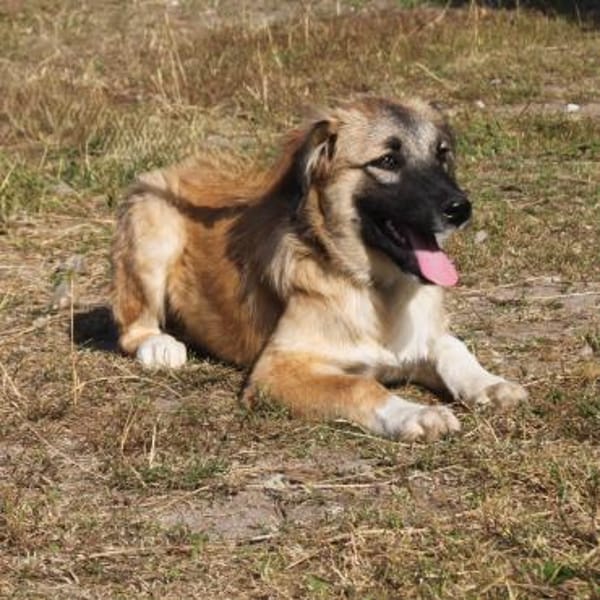 Cody - Familienanschluss gesucht