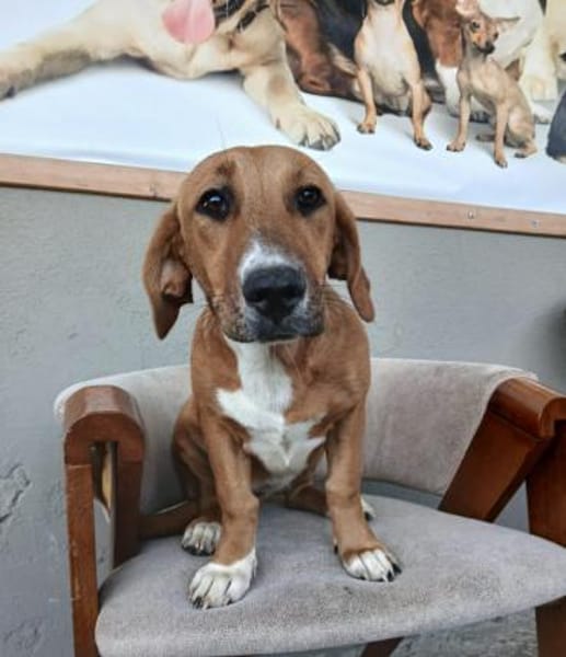 Kleine Bailey sucht ab Nov ein zu Hause