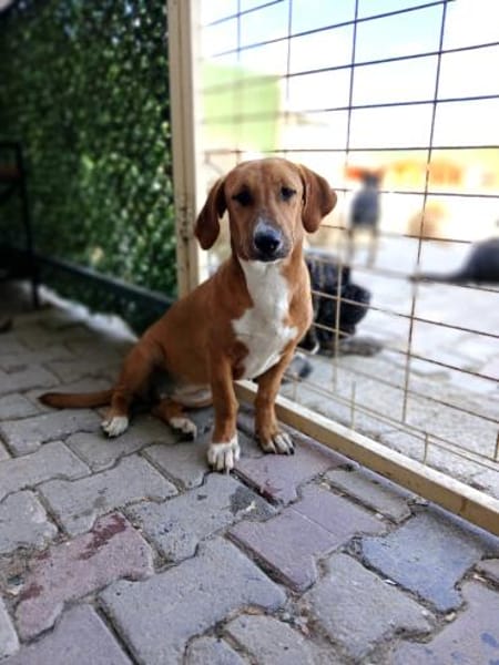 Kleine Bailey sucht ab Nov ein zu Hause