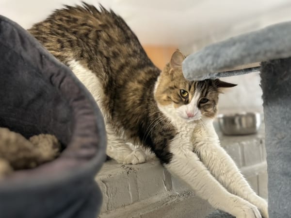 PAW