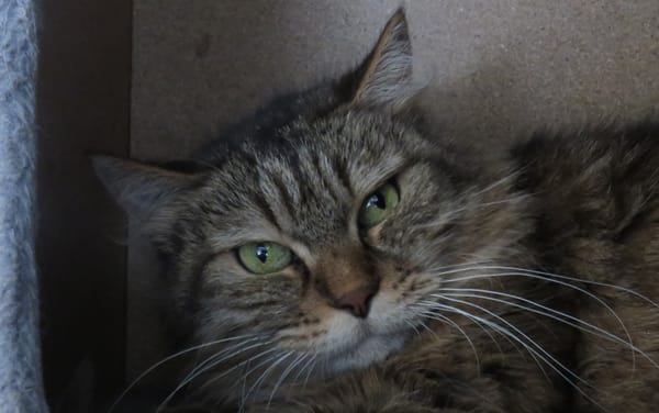 MIRABELLE