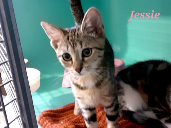 Jessie