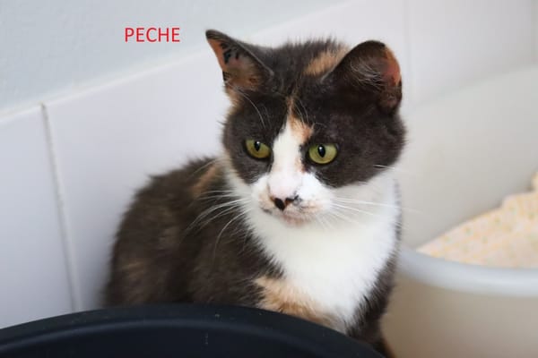 PECHE