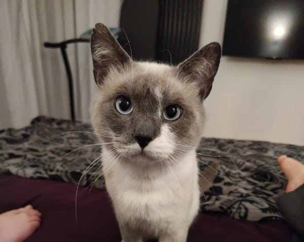 Prince Pompom