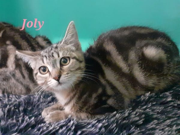 Joly