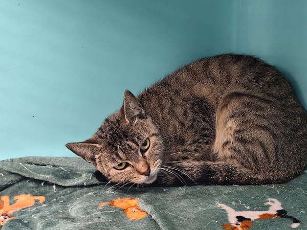 Tigra