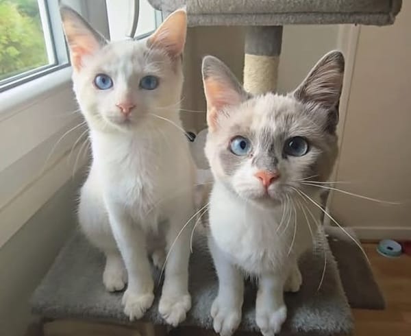 LILAS et ANOUCHKA