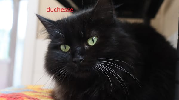 Duchesse