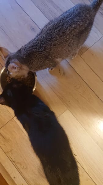 ALPHA