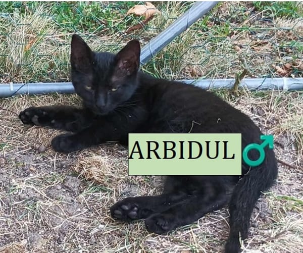 ARBIDUL  A RESERVER