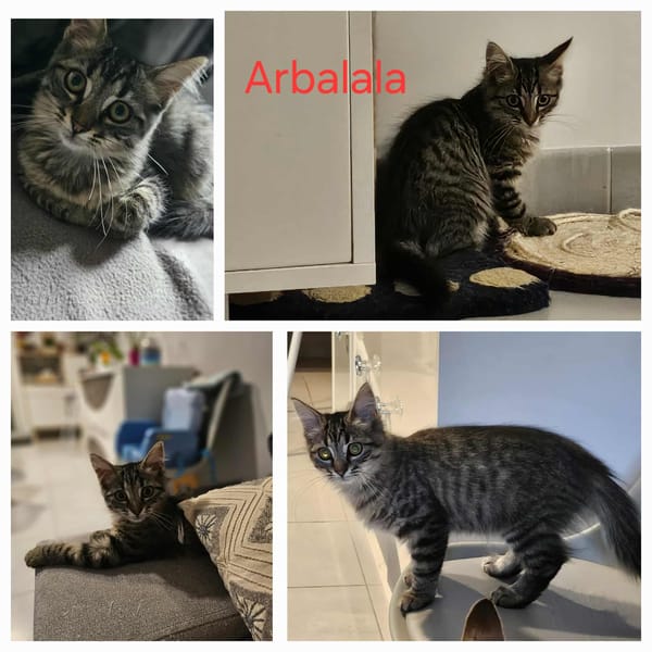 ARBALALA