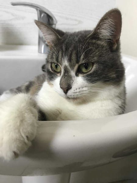 MAÏA
