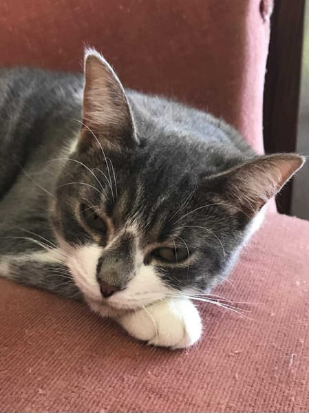 MAÏA