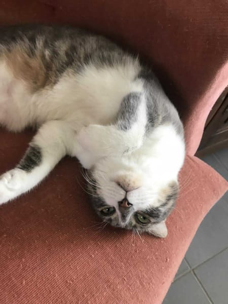 MAÏA