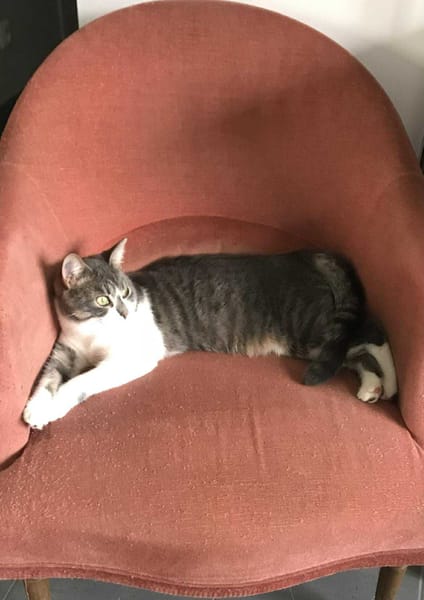 MAÏA