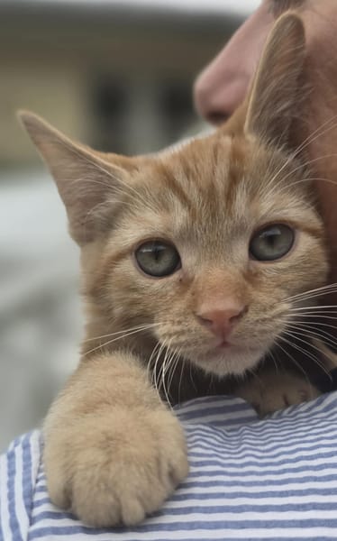 Caramel