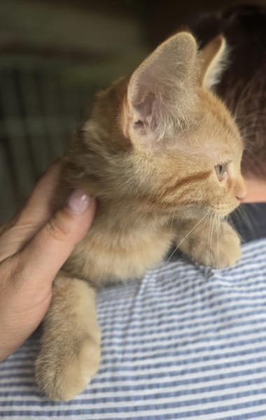 Caramel