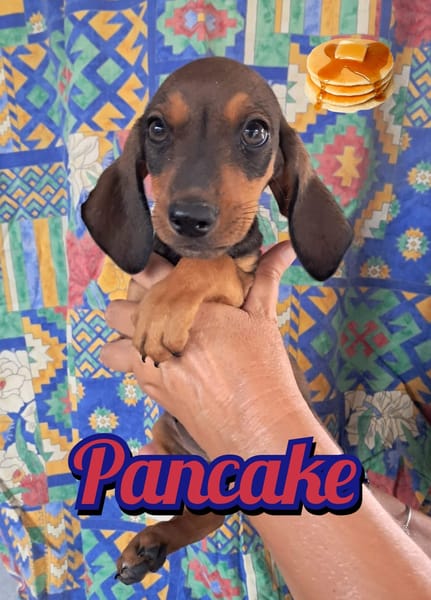 PANCAKE della serie I DOLCETTI