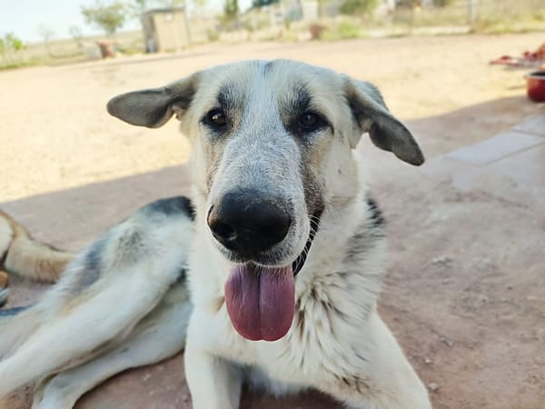 KIKO (Animalcazar)