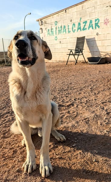 KIKO (Animalcazar)