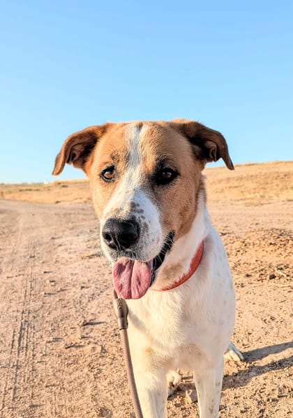 BRUCE (Animalcazar)
