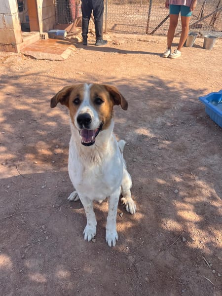 BRUCE (Animalcazar)