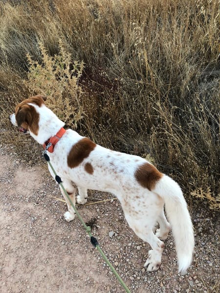 BRUCE (Animalcazar)