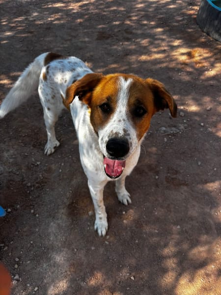 BRUCE (Animalcazar)