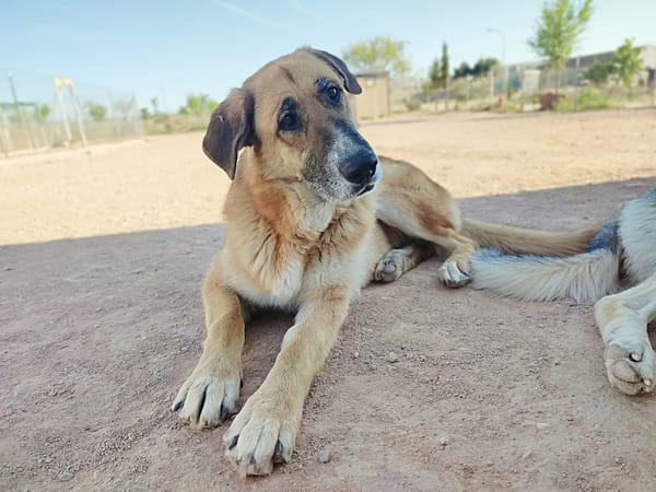 KIKA (Animalcazar)