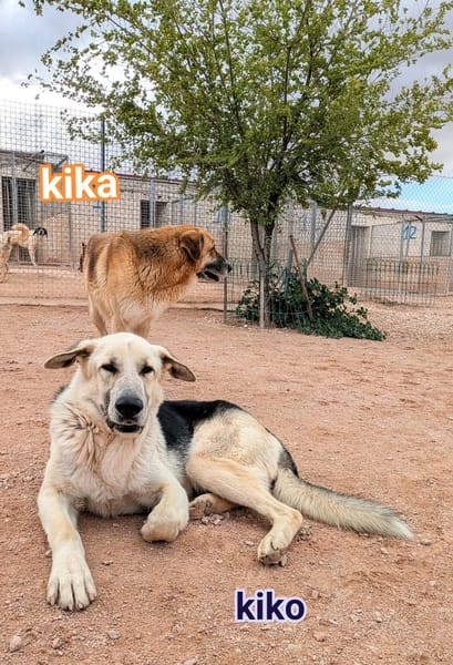 KIKA (Animalcazar)