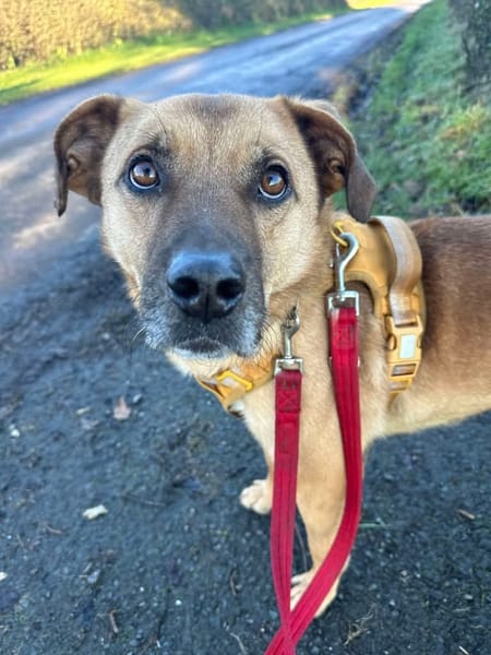 Piper